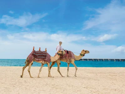 Dubaj wielbłąd