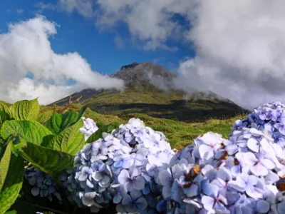 Hortensje przed wulkan pico - pico island, Azory, Wyspy