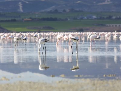 Cypr zimą atrakcje poza sezonem flamingi